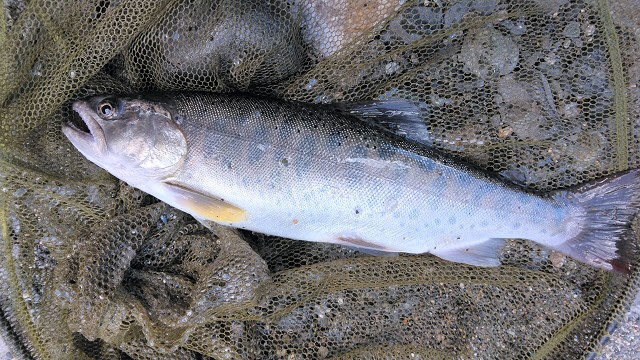 連日の真夏日でかなりの渇水