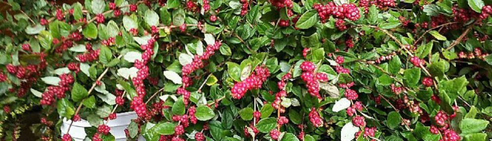 北信州農村生活だより