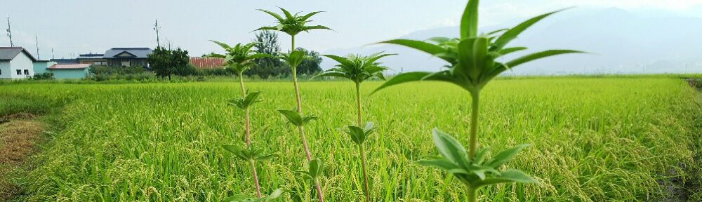 北信州農村生活だより